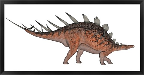 Framed Kentrosaurus dinosaur, white background Print