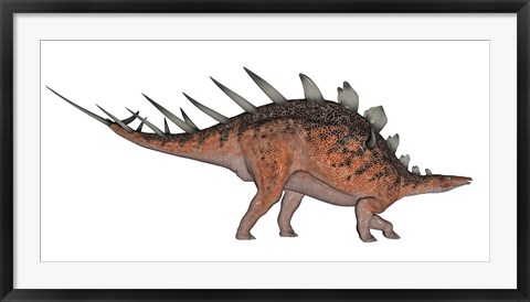 Framed Kentrosaurus dinosaur, white background Print