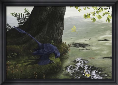 Framed Microraptor gui eating a small fish Print