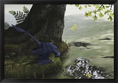 Framed Microraptor gui eating a small fish Print