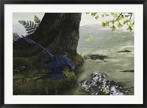 Framed Microraptor gui eating a small fish Print