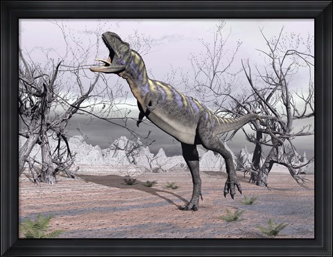 Framed Aucasaurus dinosaur roaring in the desert Print