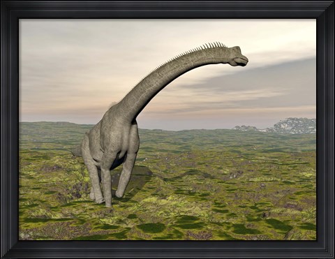 Framed Brachiosaurus dinosaur walking in grassy landscape Print