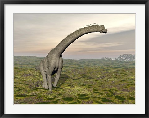 Framed Brachiosaurus dinosaur walking in grassy landscape Print