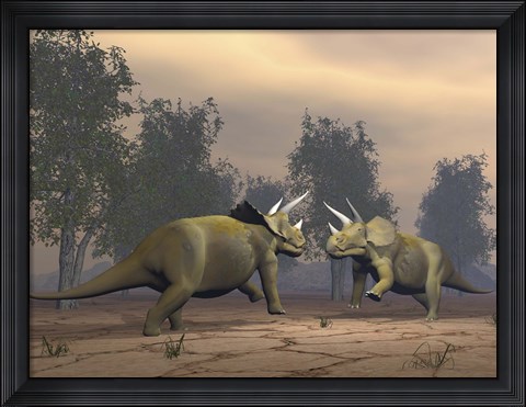 Framed Confrontation between two Triceratops Print