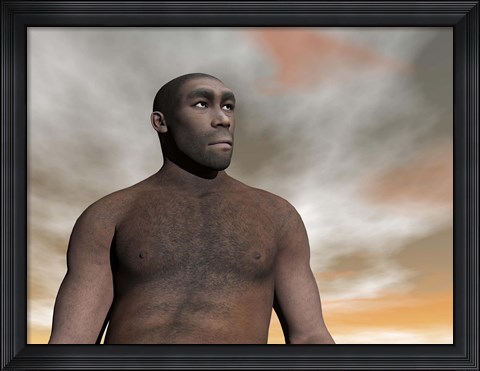 Framed Male Homo Erectus, an extinct species of hominid Print