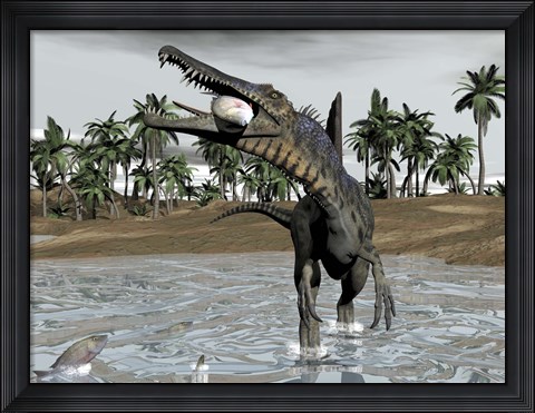 Framed Spinosaurus dinosaur walking in water and feeding on fish Print