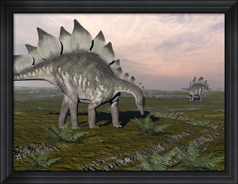 Framed Stegosaurus dinosaurs grazing on plants Print