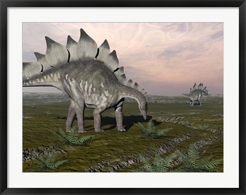 Framed Stegosaurus dinosaurs grazing on plants Print