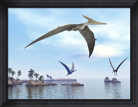 Framed Three pteranodons flying over landscape with hills, palm trees and water Print