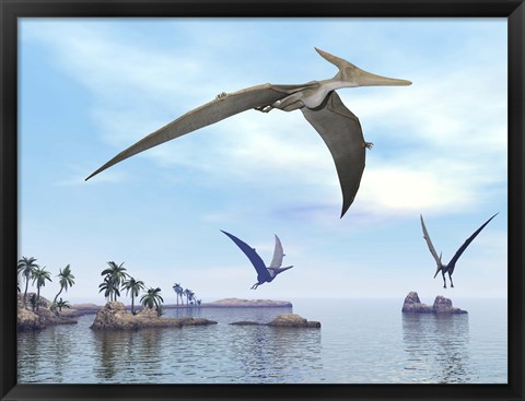 Framed Three pteranodons flying over landscape with hills, palm trees and water Print