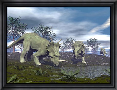 Framed Three Styracosaurus dinosaurs drinking from a nearby lake Print