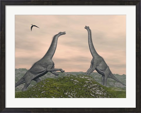 Framed Two Brachiosaurus dinosaurs fighting Print
