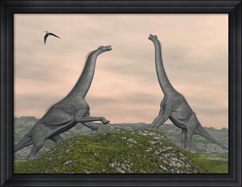 Framed Two Brachiosaurus dinosaurs fighting Print