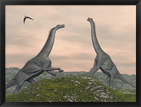 Framed Two Brachiosaurus dinosaurs fighting Print