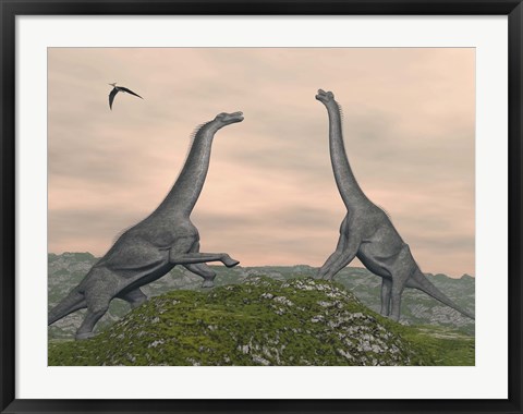 Framed Two Brachiosaurus dinosaurs fighting Print