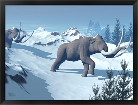 Framed Two large mammoths walking slowly on the snowy mountain Print