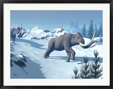 Framed Two large mammoths walking slowly on the snowy mountain Print