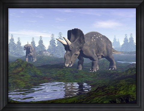 Framed Two Nedoceratops dinosaurs walking to water puddle in the morning light Print