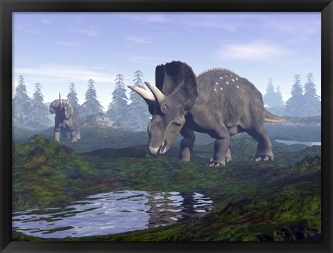 Framed Two Nedoceratops dinosaurs walking to water puddle in the morning light Print