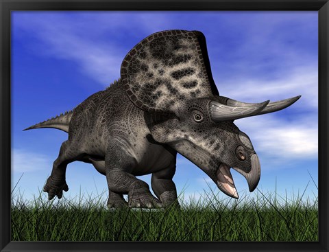 Framed Zuniceratops dinosaur running in the grass Print