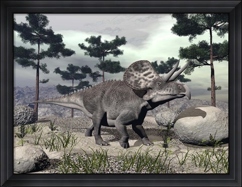 Framed Zuniceratops dinosaur walking on a hill with large rocks and pine trees Print