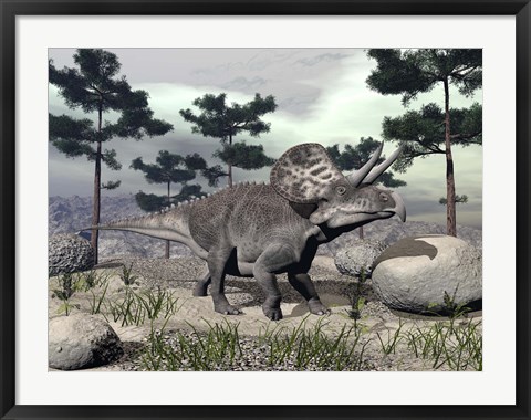 Framed Zuniceratops dinosaur walking on a hill with large rocks and pine trees Print