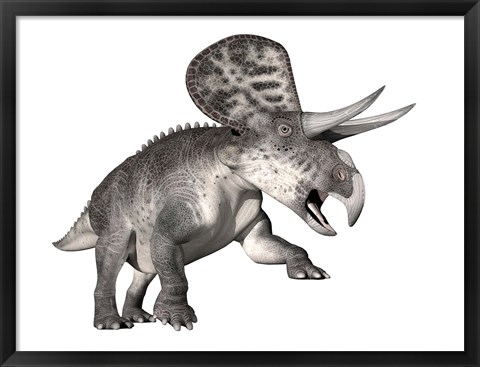 Framed Zuniceratops dinosaur, white background Print