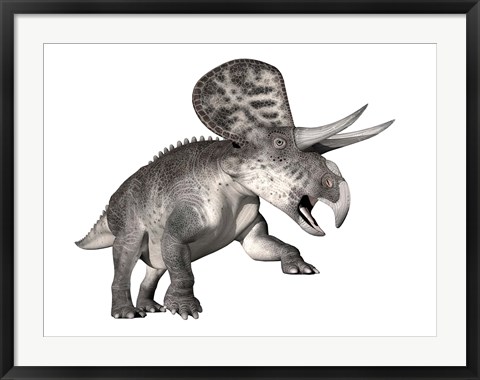 Framed Zuniceratops dinosaur, white background Print