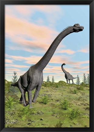 Framed Two brachiosaurus dinosaurs in a prehistoric environment Print