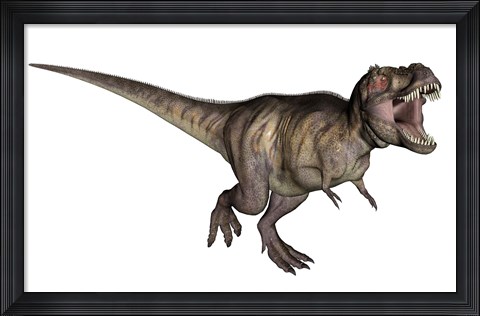 Framed Aggressive Tyrannosaurus Rex growling, white background Print