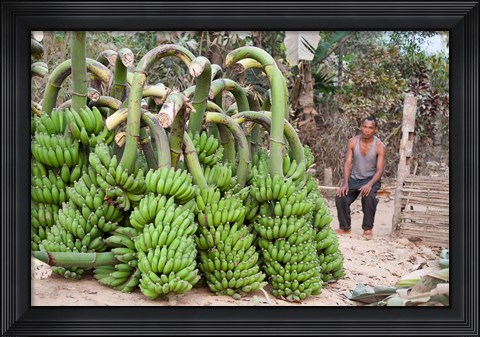 Framed India, Meghalaya, Bajengdoba, Bananas and the man who picked them Print