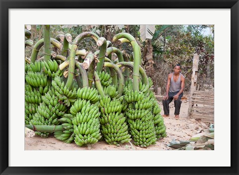 Framed India, Meghalaya, Bajengdoba, Bananas and the man who picked them Print