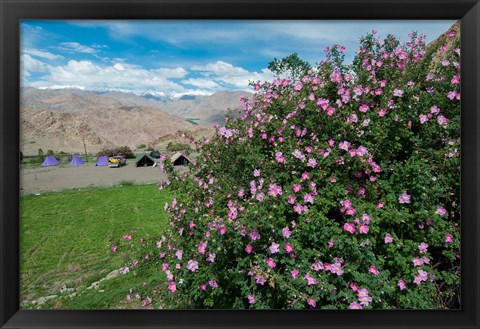 Framed Pink roses at campsite near the Hemis Monastery, Ladakh, India Print