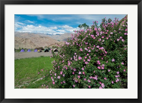 Framed Pink roses at campsite near the Hemis Monastery, Ladakh, India Print