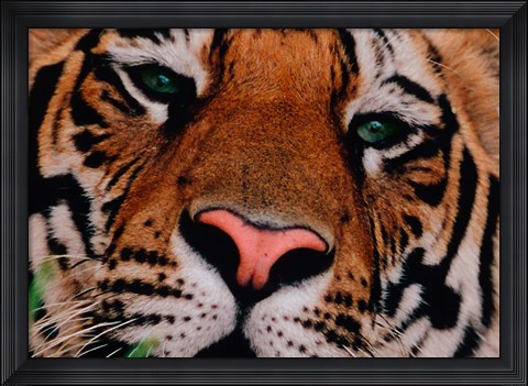 Framed Face of Bengal Tiger, India Print
