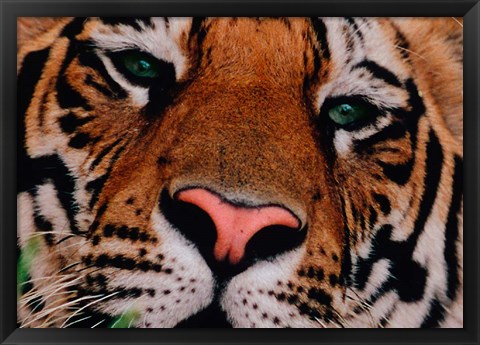 Framed Face of Bengal Tiger, India Print