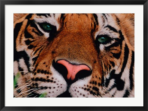 Framed Face of Bengal Tiger, India Print