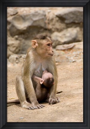 Framed India, Mumbai, Elephanta Caves, monkeys Print