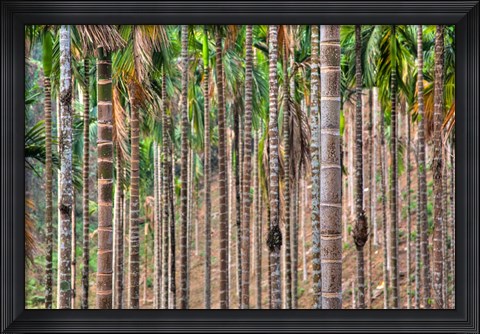 Framed Beetle nut tree trunk detail, Bajengdoba, Meghalaya, India Print