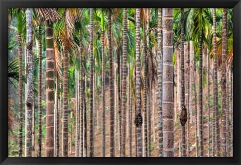 Framed Beetle nut tree trunk detail, Bajengdoba, Meghalaya, India Print