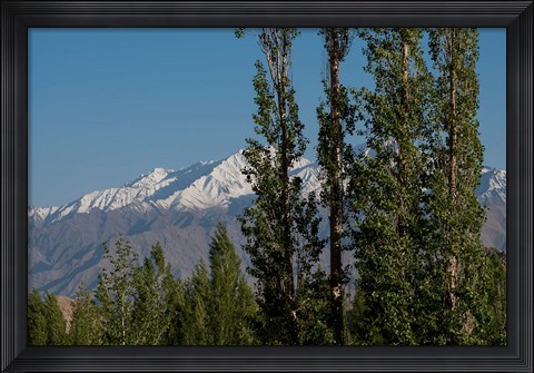 Framed India, Ladakh, Leh, Trees in front of snow-capped mountains Print