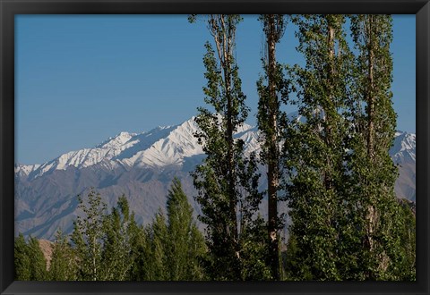 Framed India, Ladakh, Leh, Trees in front of snow-capped mountains Print