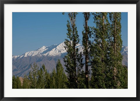 Framed India, Ladakh, Leh, Trees in front of snow-capped mountains Print