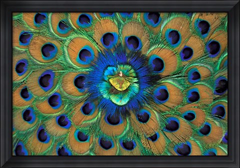 Framed Peacock Decor, India Print