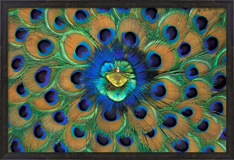 Framed Peacock Decor, India Print