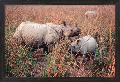 Framed Indian Rhinoceros in Kaziranga National Park, India Print