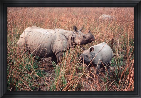 Framed Indian Rhinoceros in Kaziranga National Park, India Print