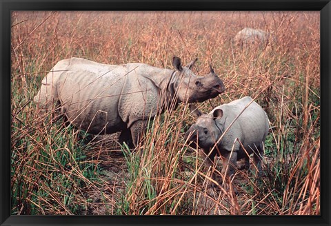 Framed Indian Rhinoceros in Kaziranga National Park, India Print