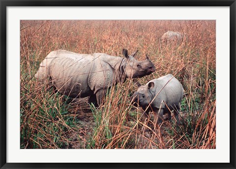 Framed Indian Rhinoceros in Kaziranga National Park, India Print